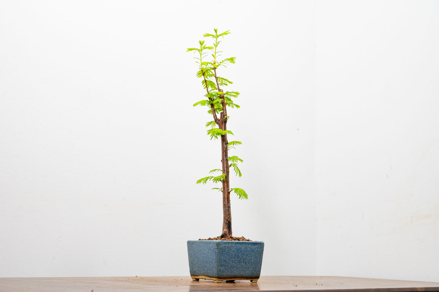 Dawn Redwood Bonsai Starter Tree