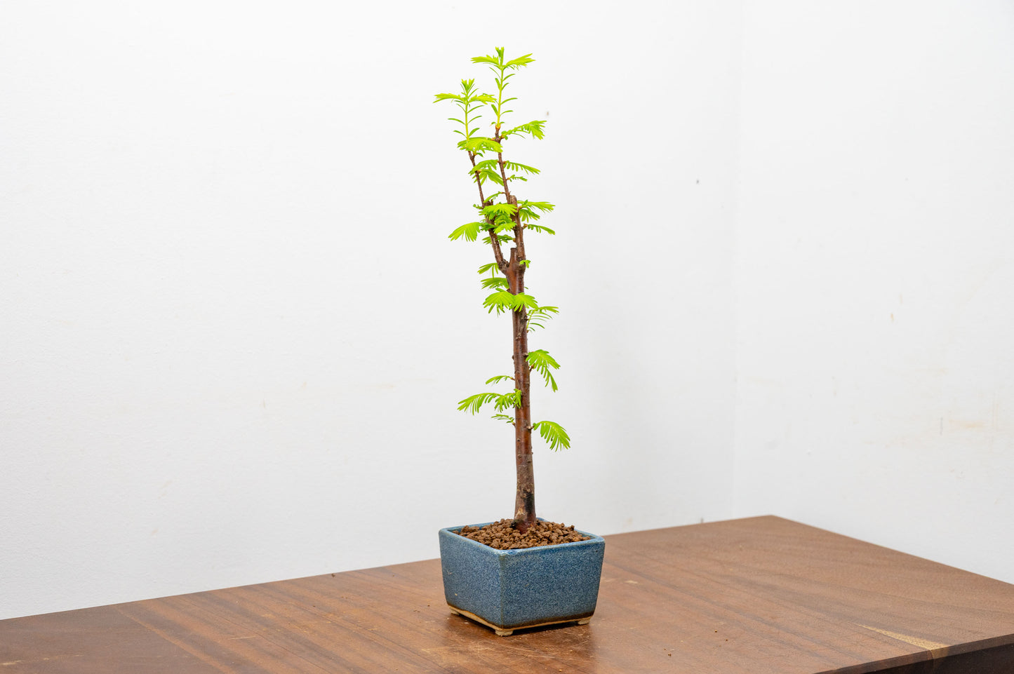 Dawn Redwood Bonsai Starter Tree