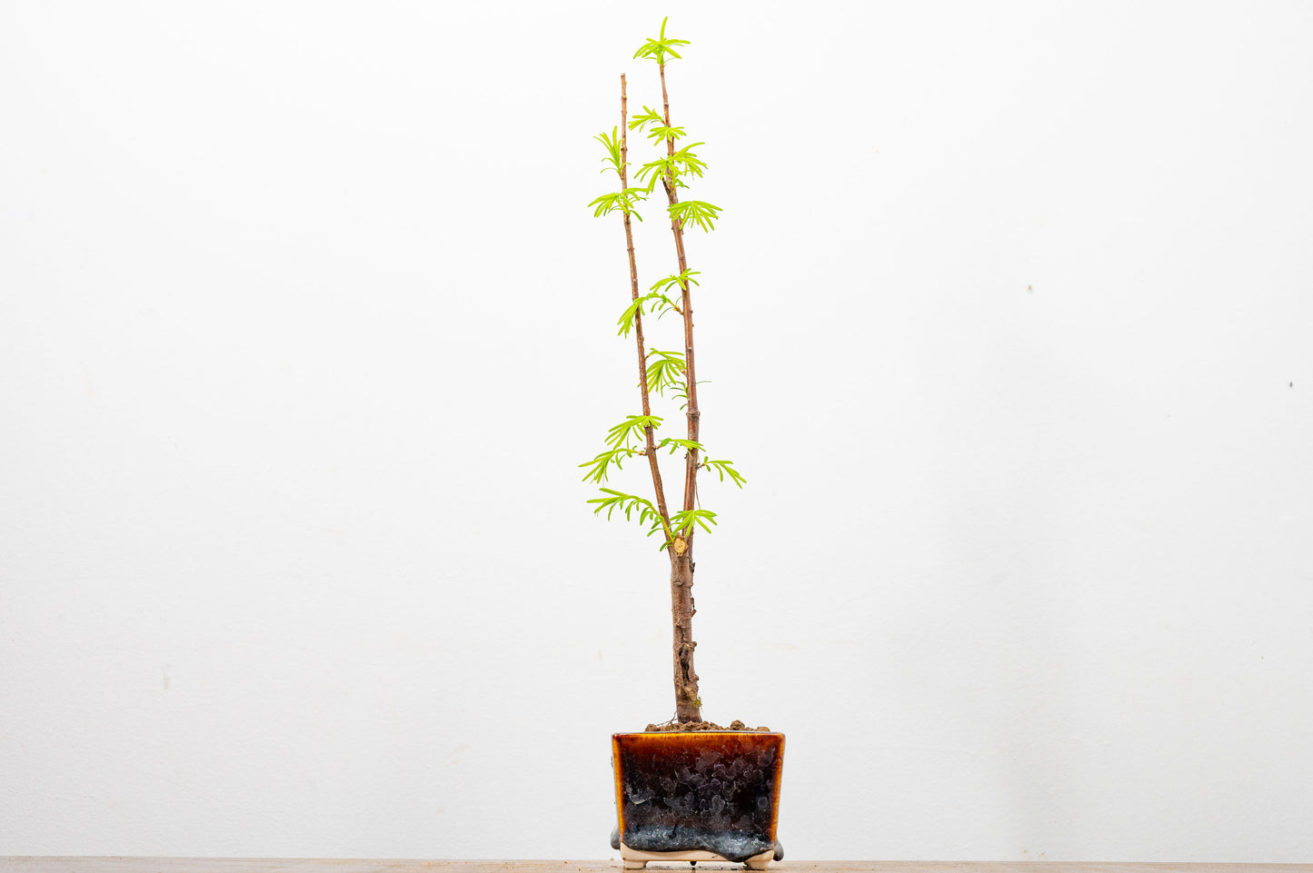 Dawn Redwood Bonsai Starter Tree