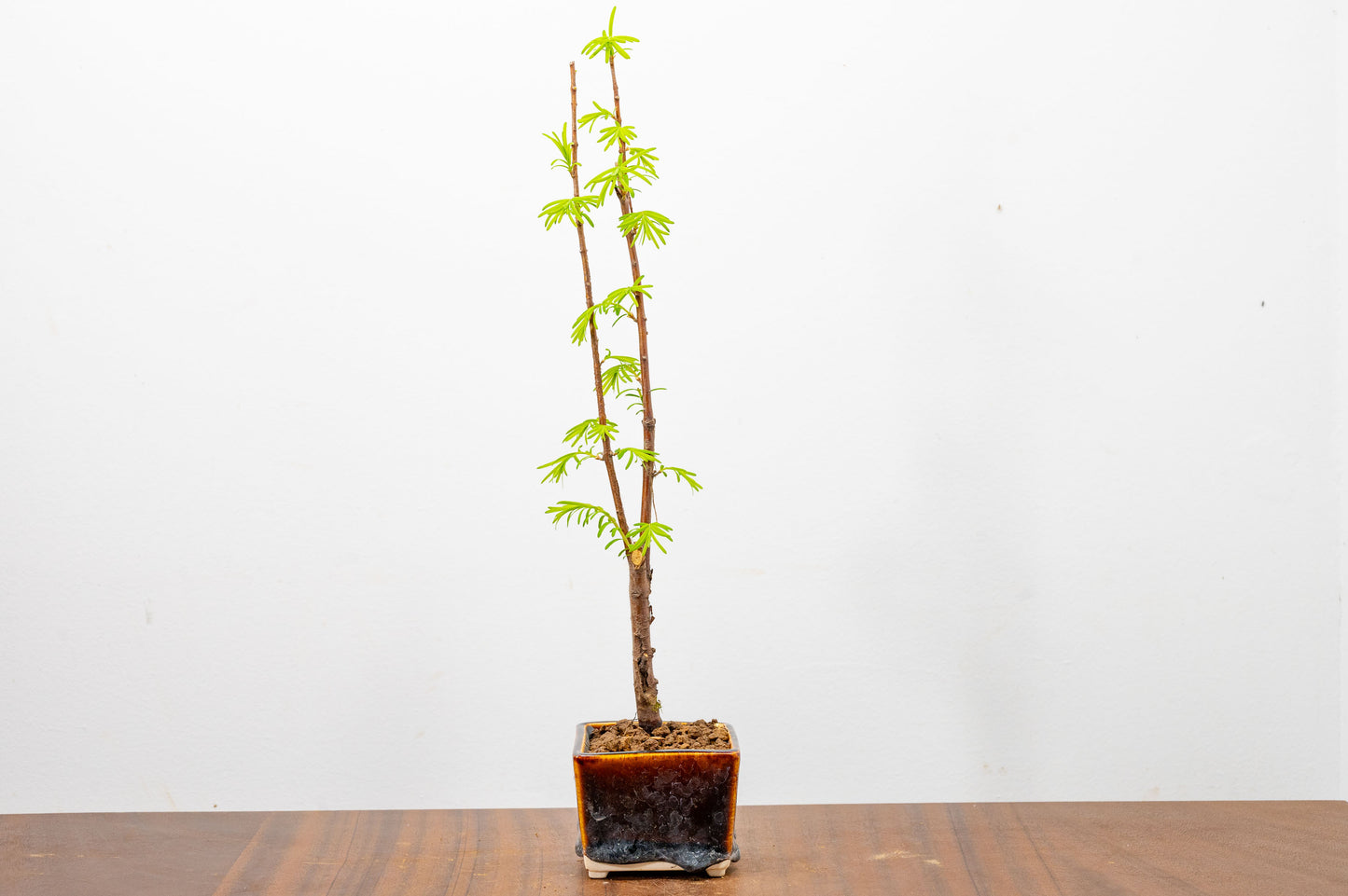 Dawn Redwood Bonsai Starter Tree