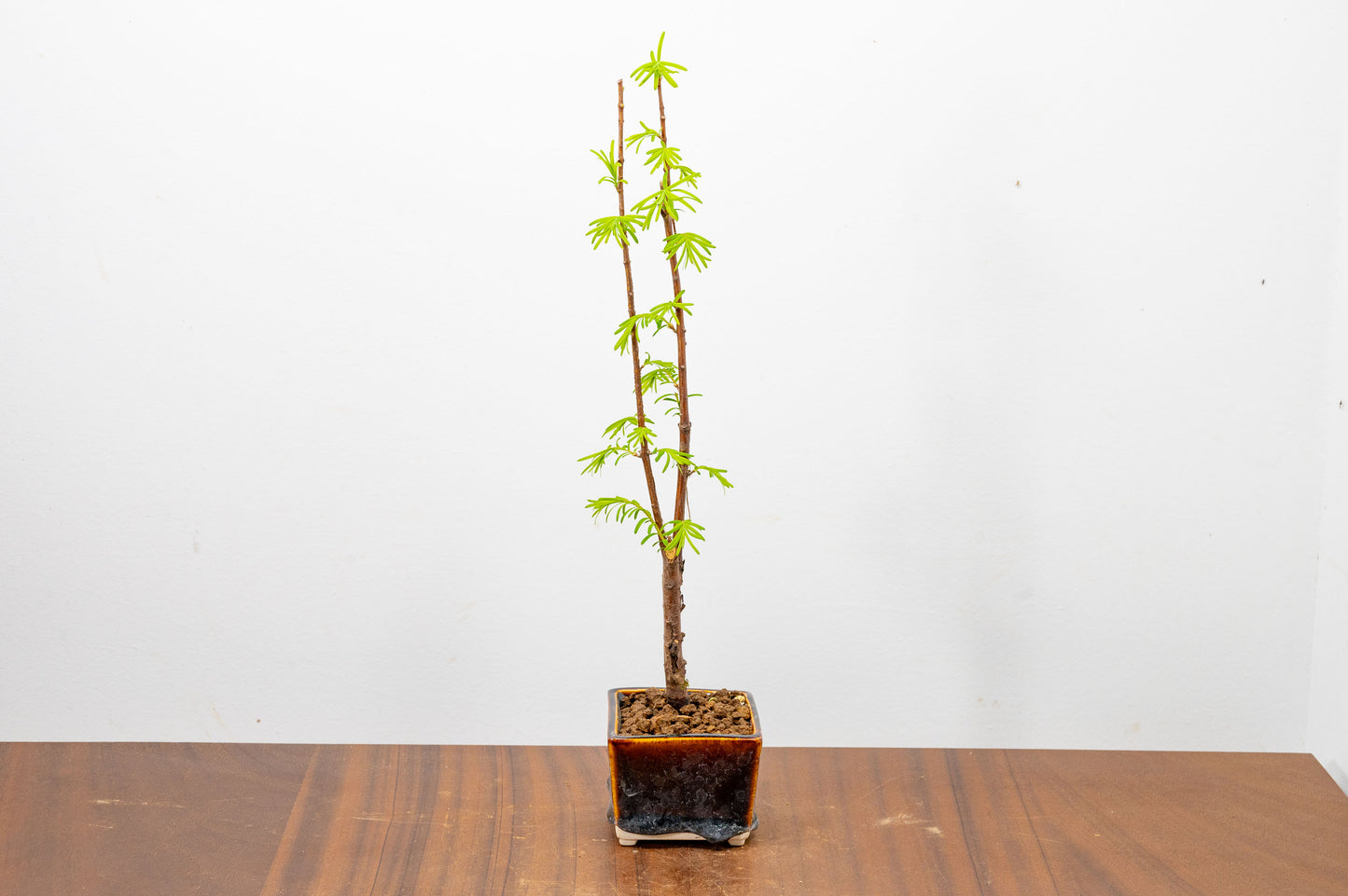 Dawn Redwood Bonsai Starter Tree