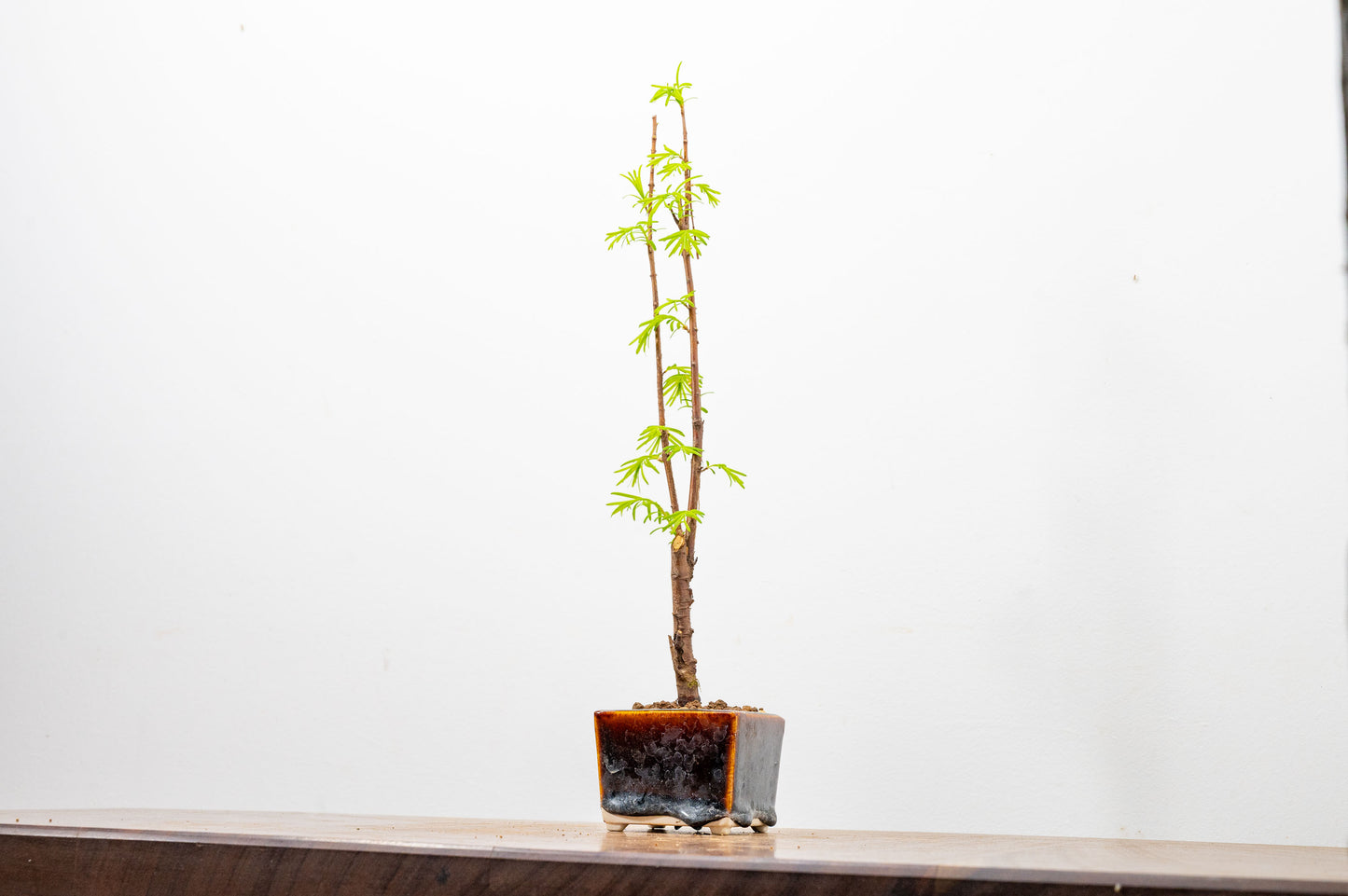 Dawn Redwood Bonsai Starter Tree