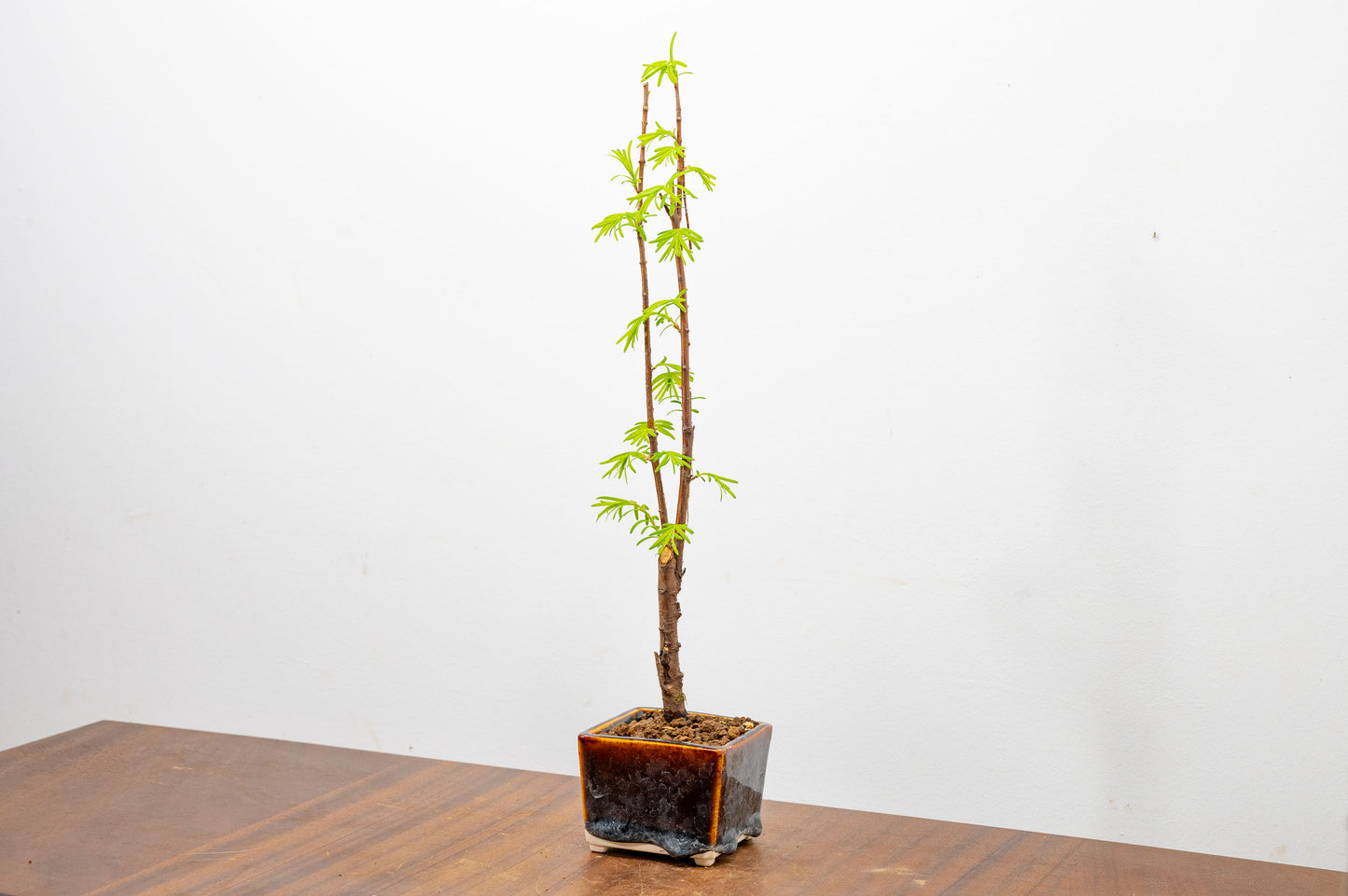 Dawn Redwood Bonsai Starter Tree
