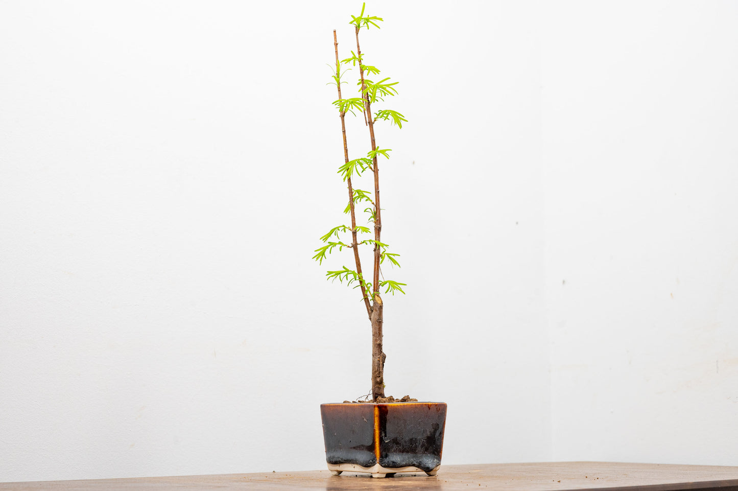 Dawn Redwood Bonsai Starter Tree