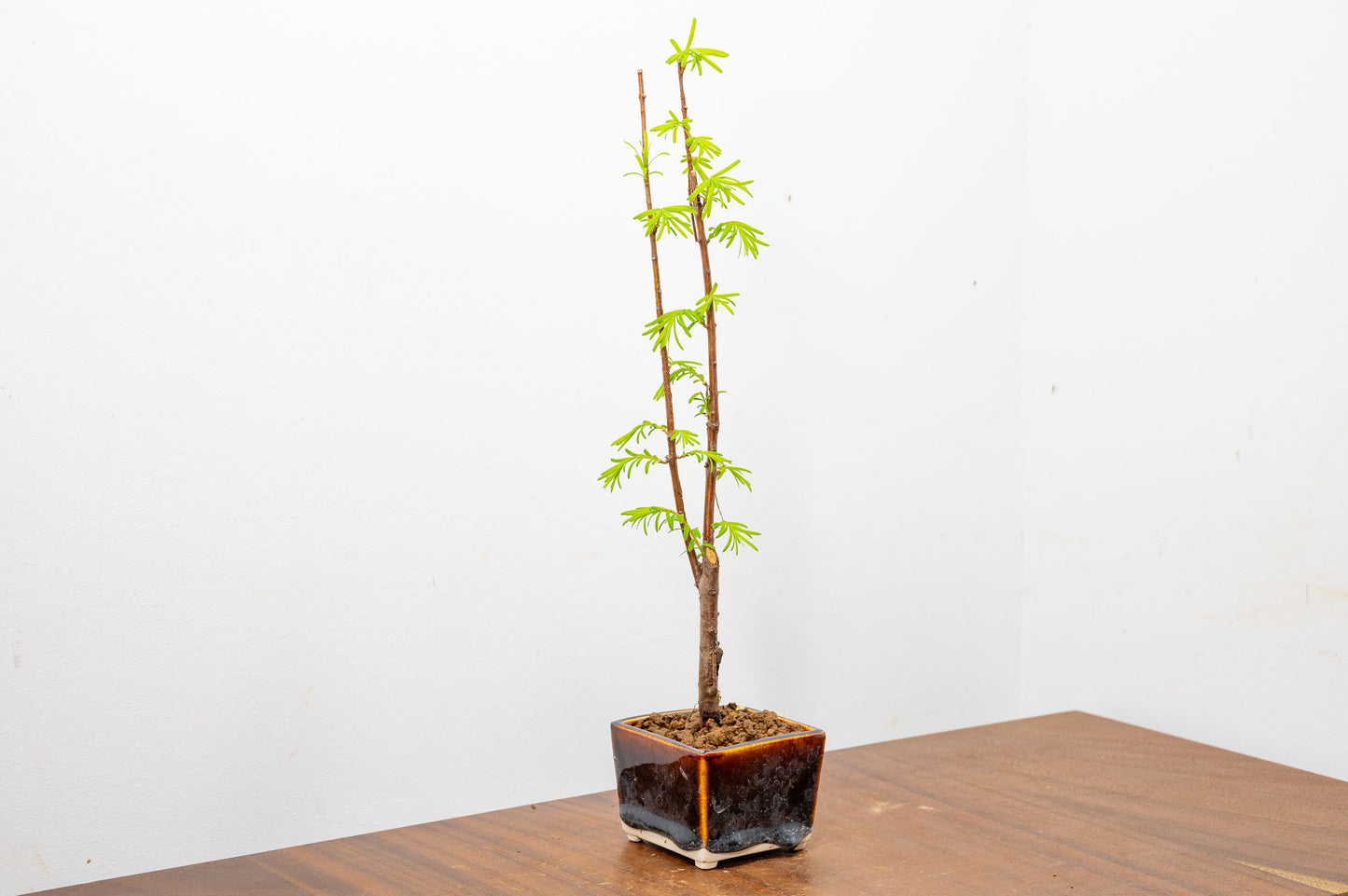 Dawn Redwood Bonsai Starter Tree