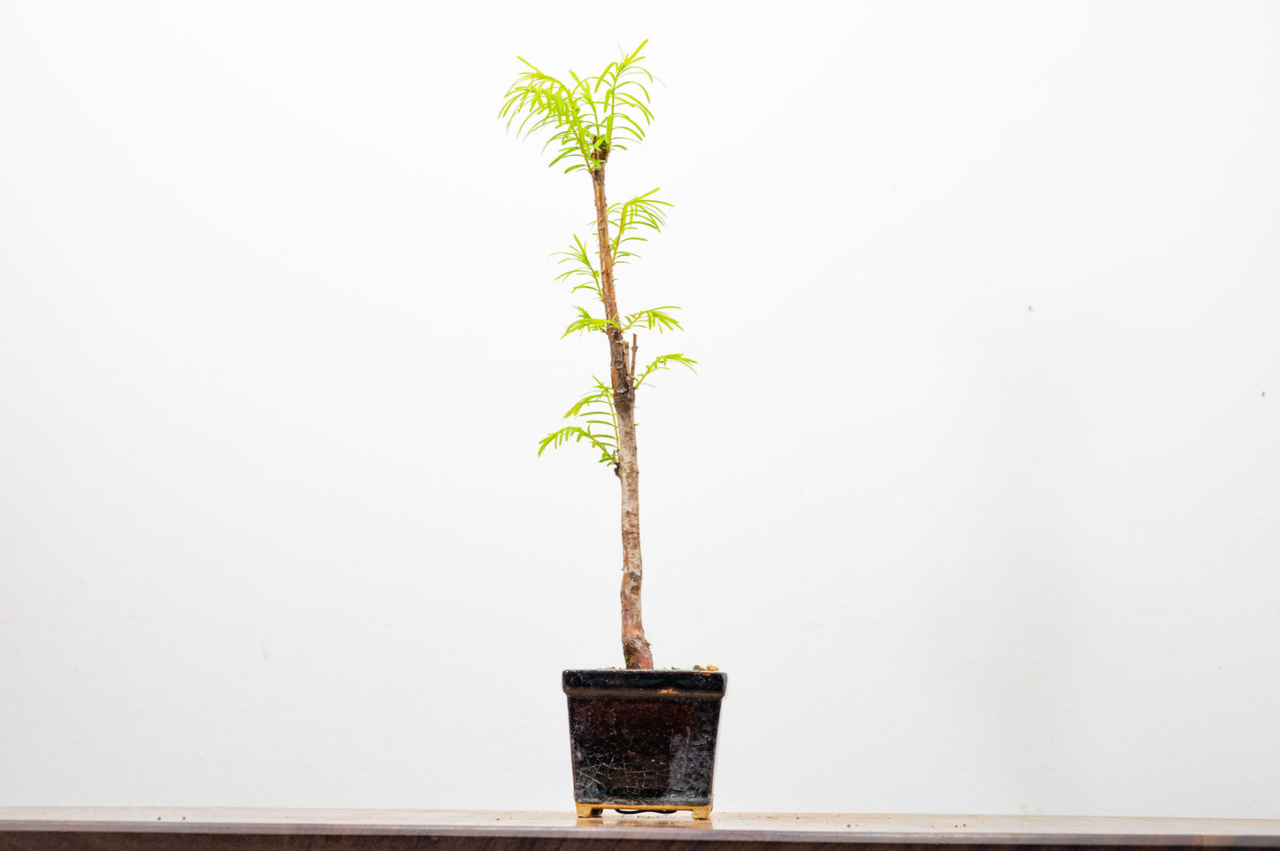 Dawn Redwood Bonsai Starter Tree