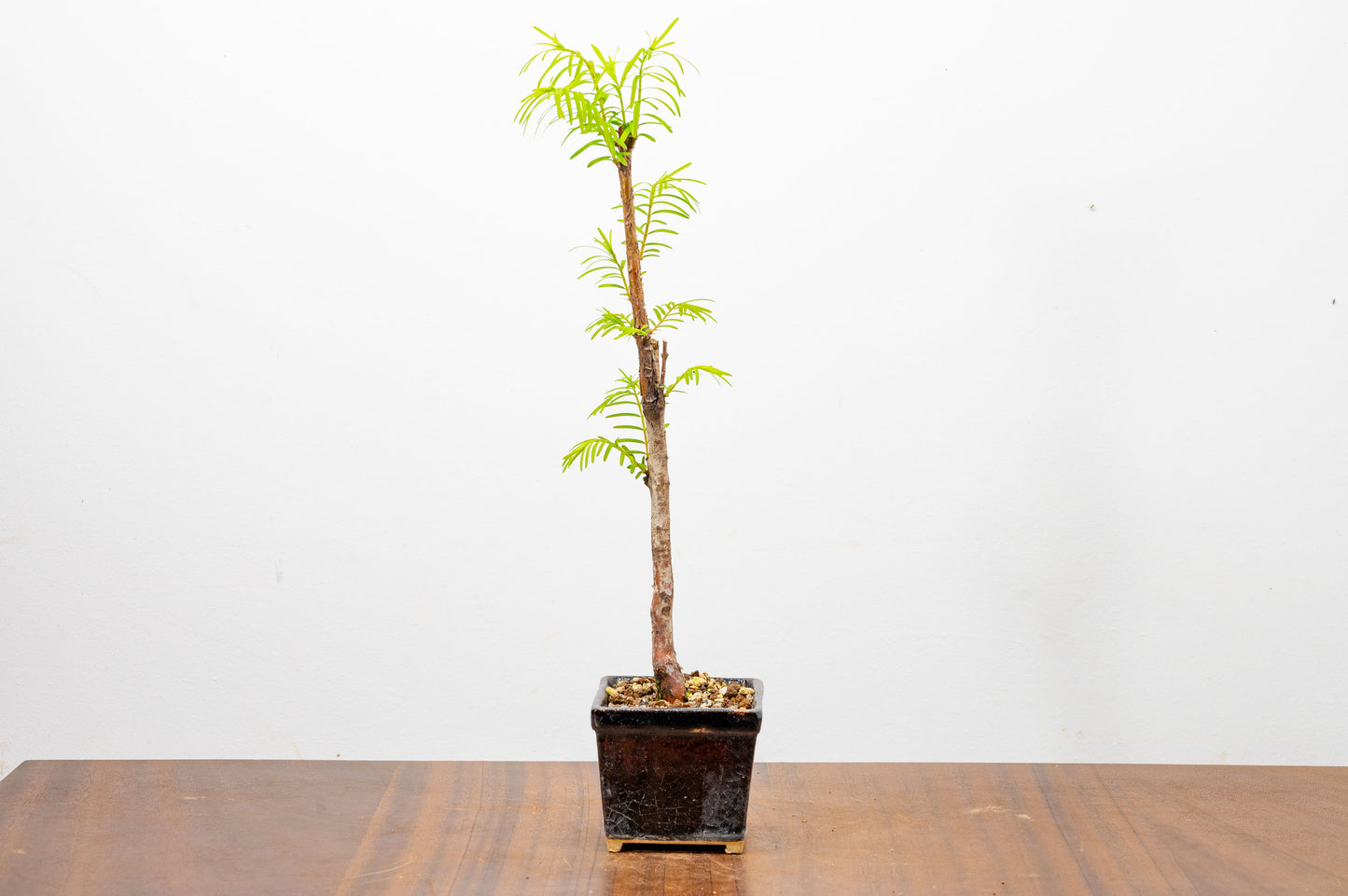 Dawn Redwood Bonsai Starter Tree