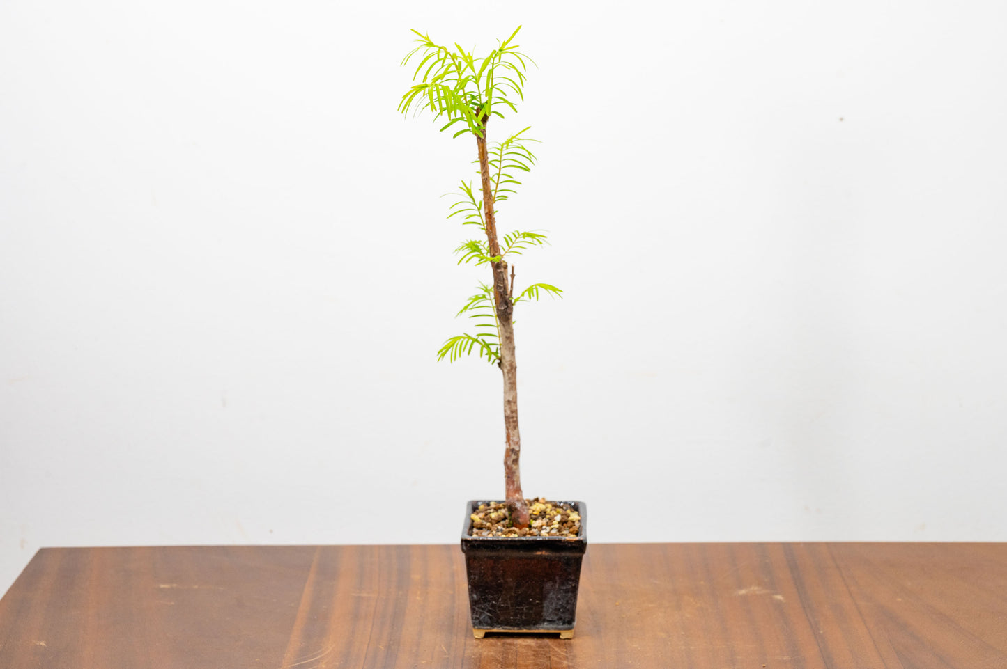 Dawn Redwood Bonsai Starter Tree