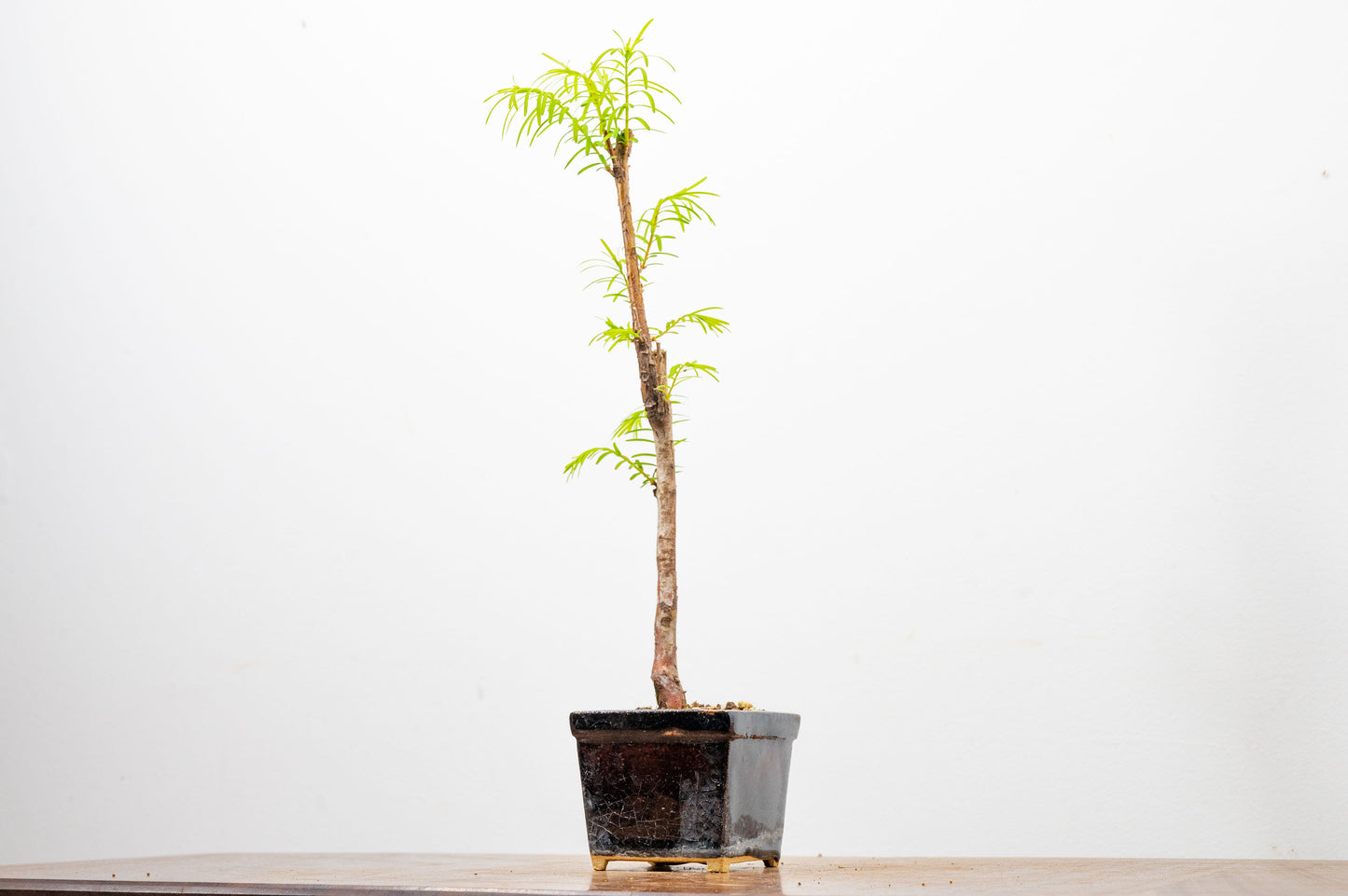Dawn Redwood Bonsai Starter Tree