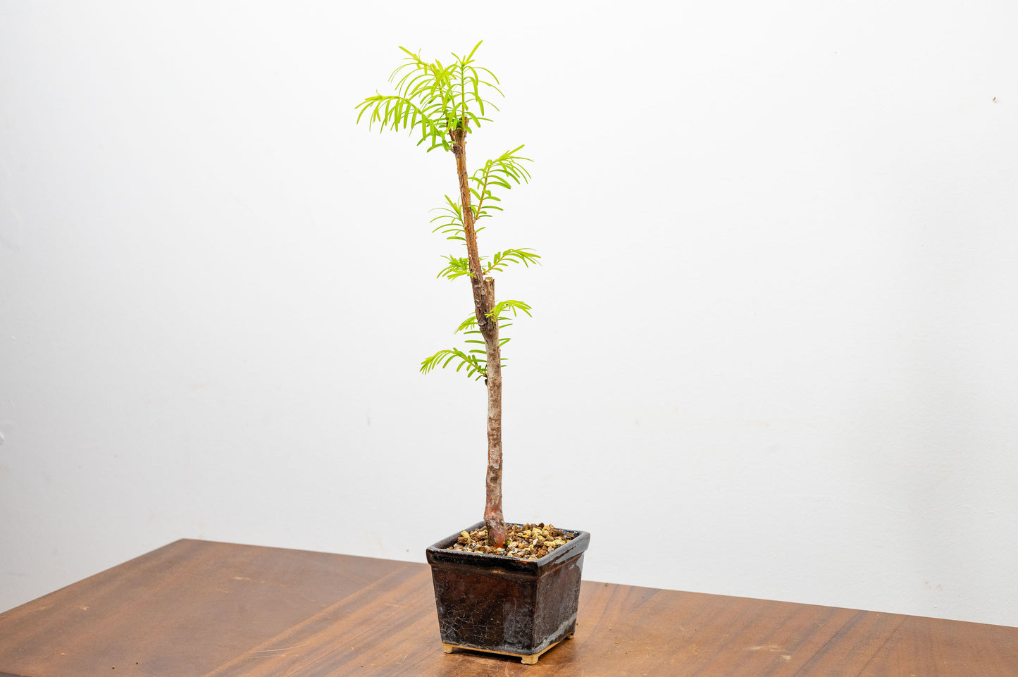 Dawn Redwood Bonsai Starter Tree