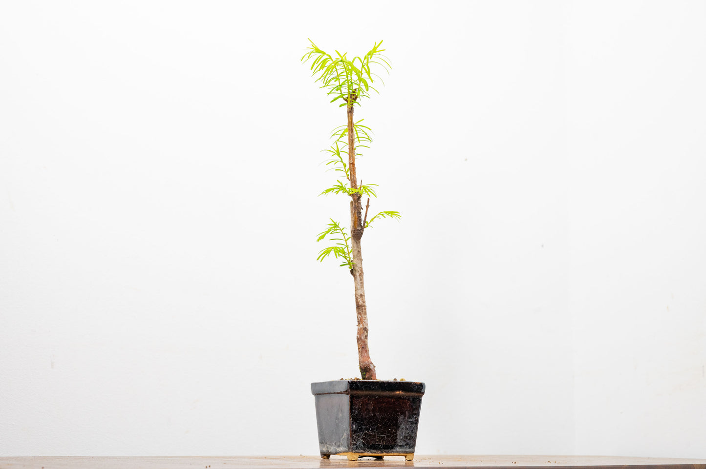 Dawn Redwood Bonsai Starter Tree