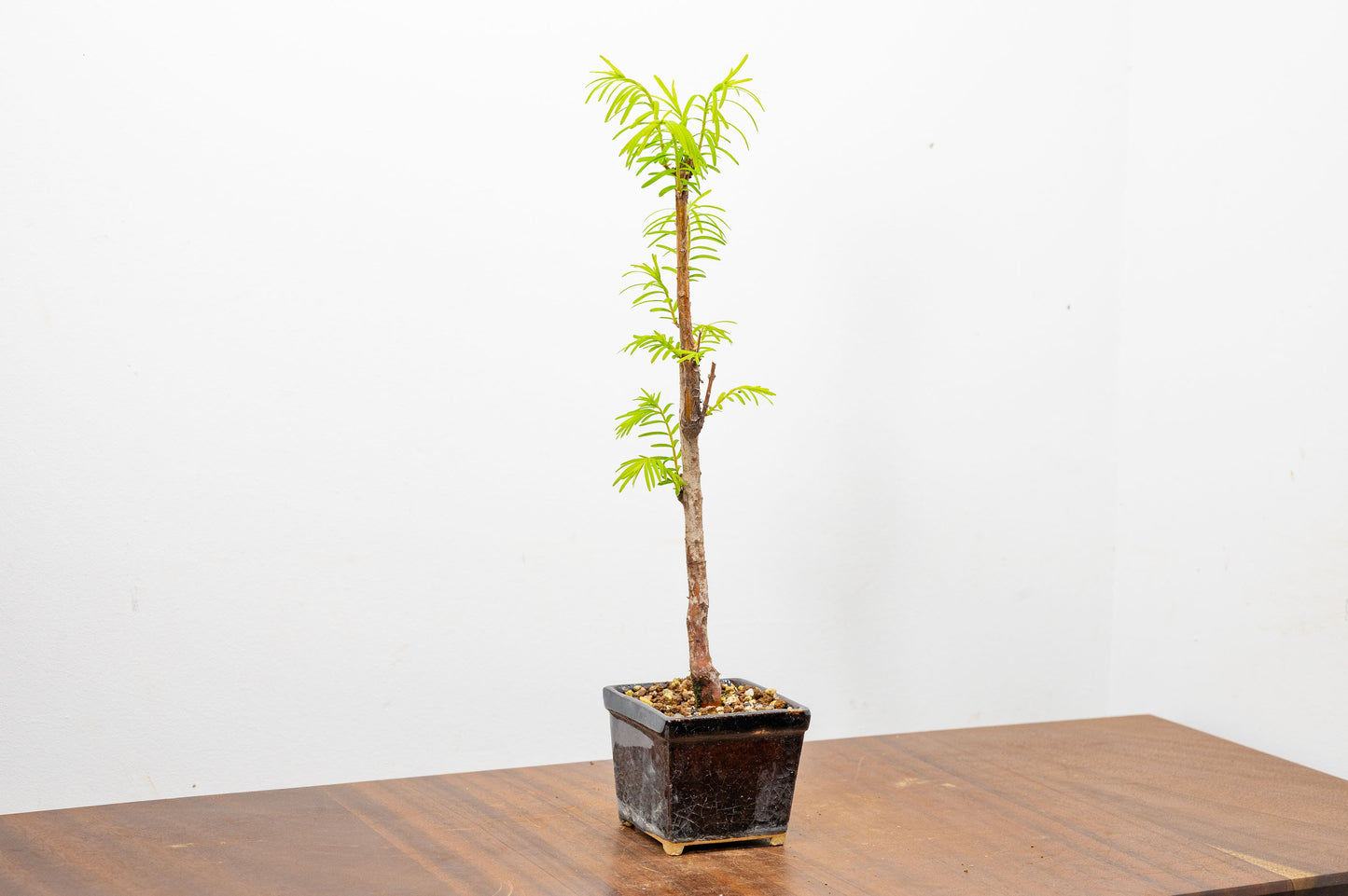 Dawn Redwood Bonsai Starter Tree