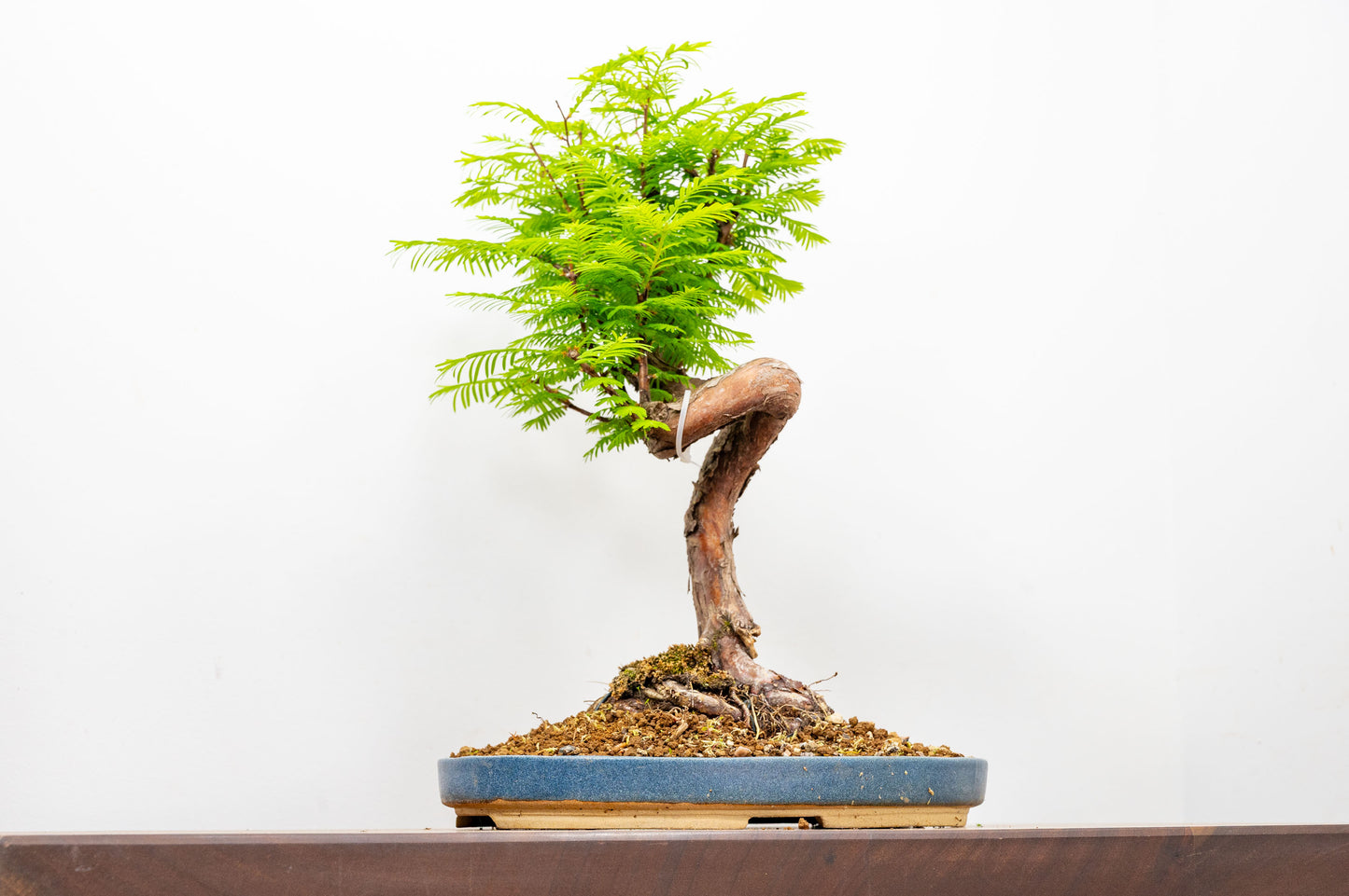 Large Dawn Redwood  Bonsai