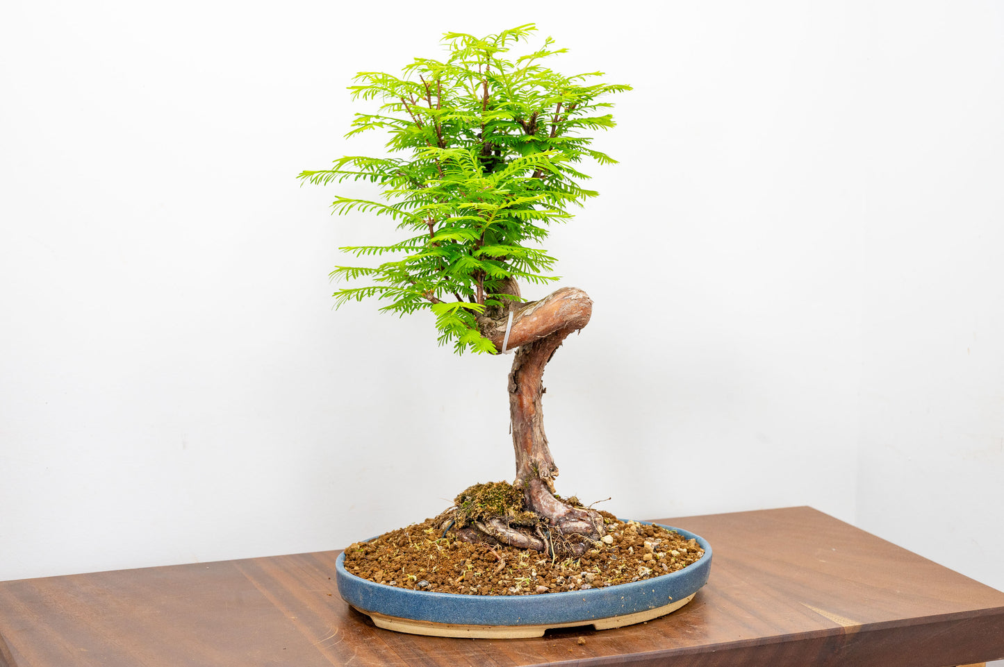 Large Dawn Redwood  Bonsai
