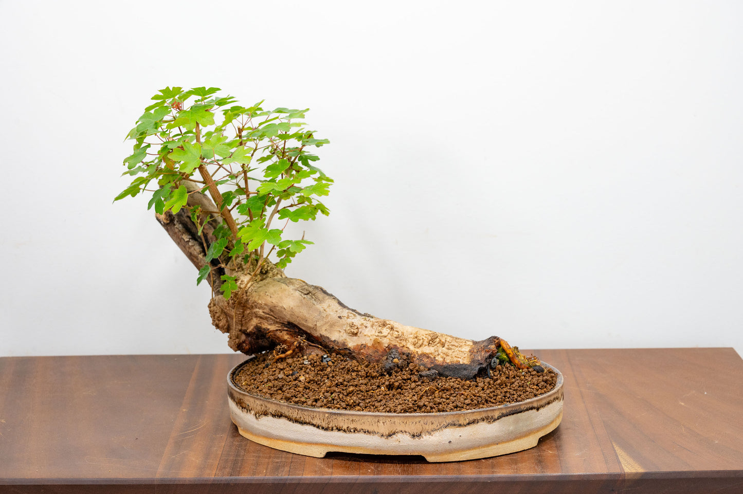 Mature Field Maple Bonsai