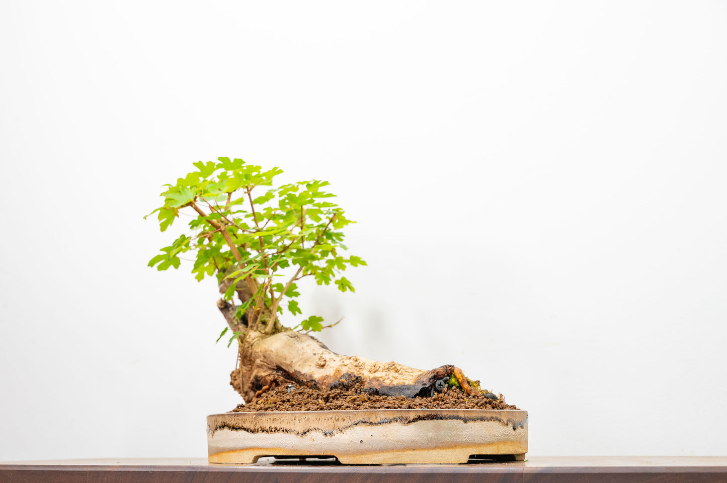 Mature Field Maple Bonsai