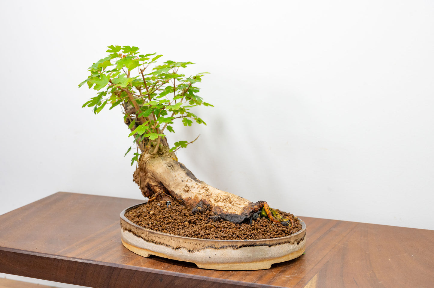 Mature Field Maple Bonsai