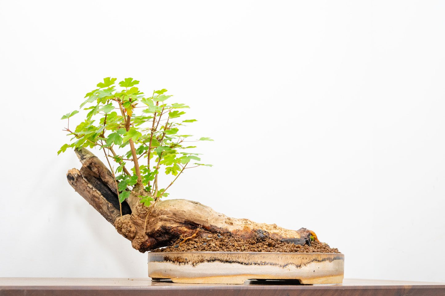 Mature Field Maple Bonsai
