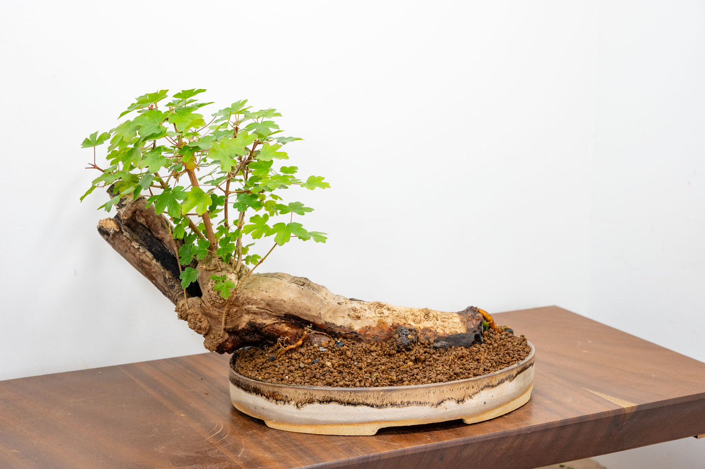 Mature Field Maple Bonsai
