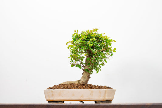 Chinese Elm Bonsai in 21cm Romantic Cream Ceramic Dish+ Care Kit