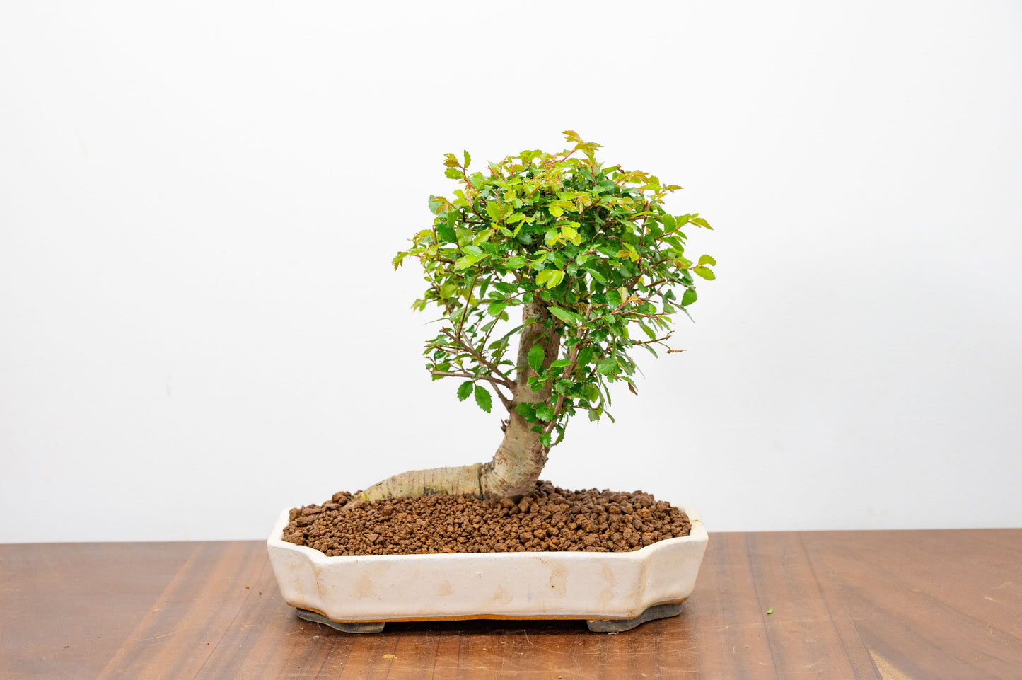 Chinese Elm Bonsai in 21cm Romantic Cream Ceramic Dish+ Care Kit