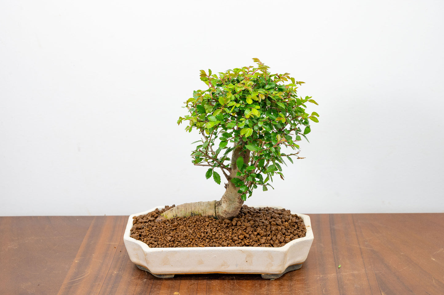 Chinese Elm Bonsai in 21cm Romantic Cream Ceramic Dish+ Care Kit