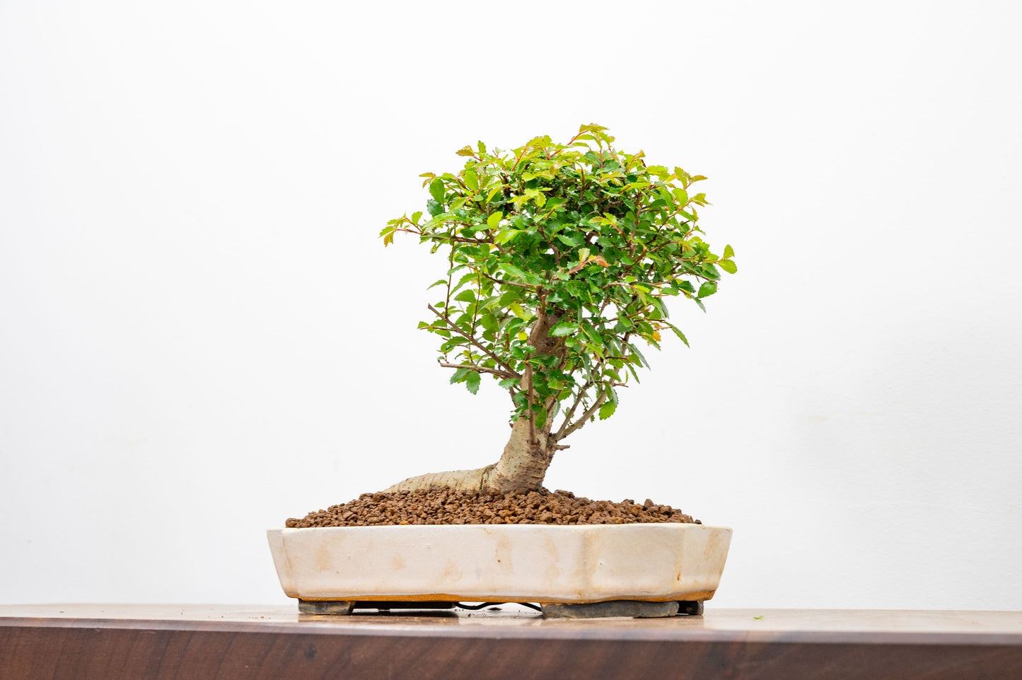 Chinese Elm Bonsai in 21cm Romantic Cream Ceramic Dish+ Care Kit