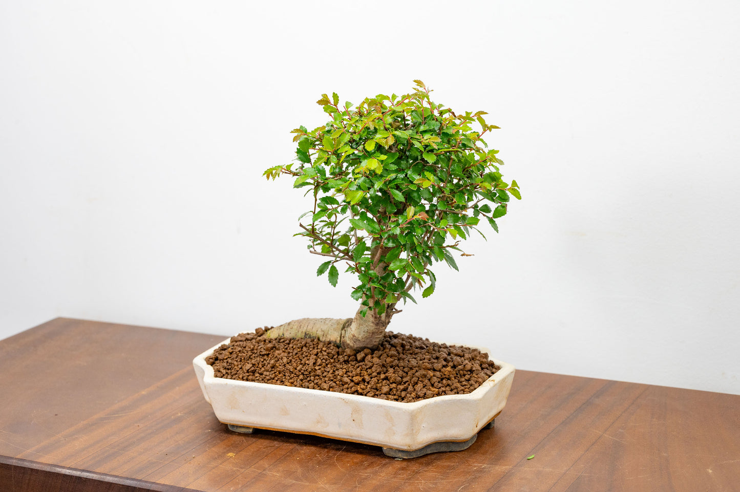 Chinese Elm Bonsai in 21cm Romantic Cream Ceramic Dish+ Care Kit