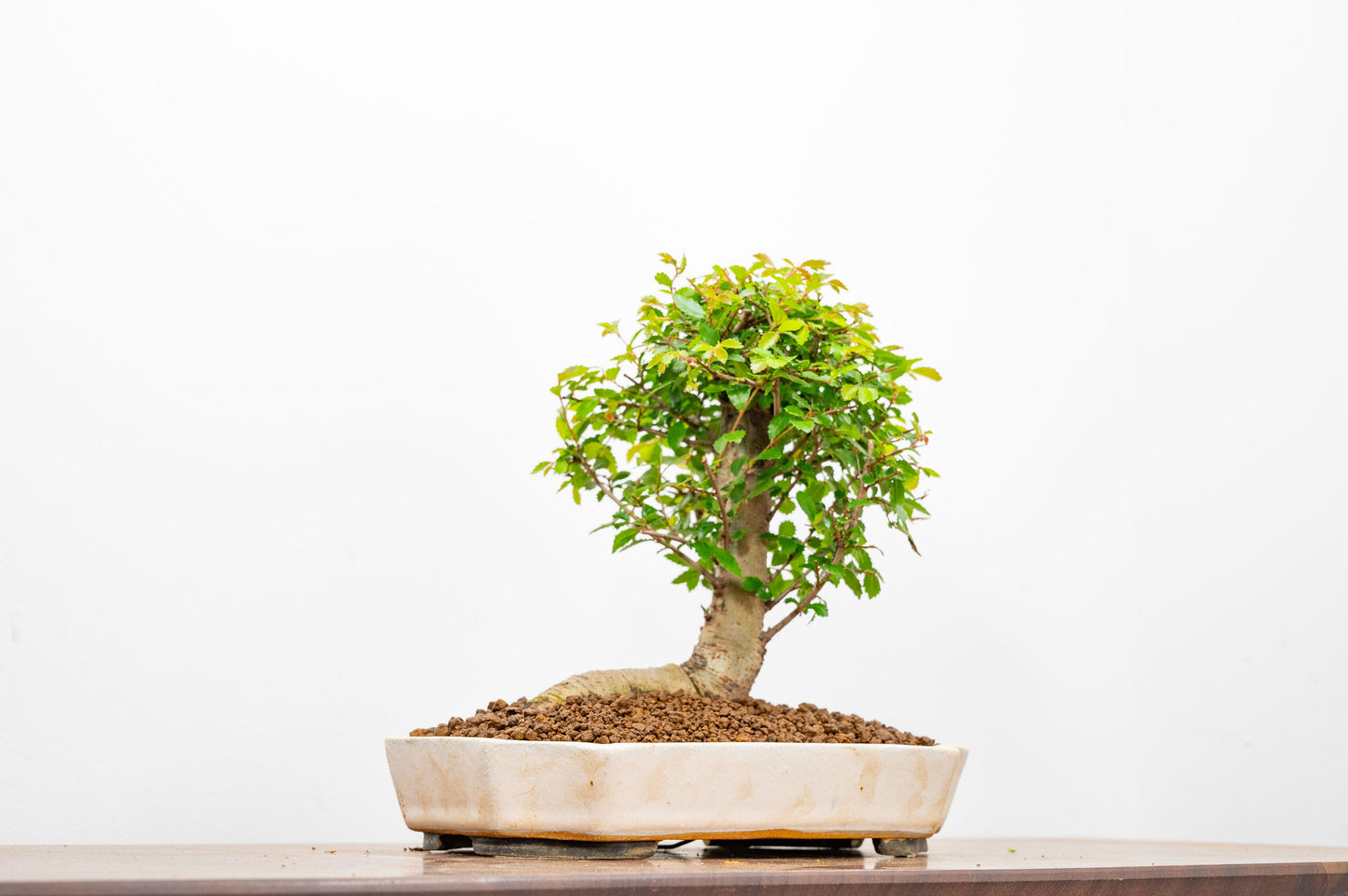 Chinese Elm Bonsai in 21cm Romantic Cream Ceramic Dish+ Care Kit