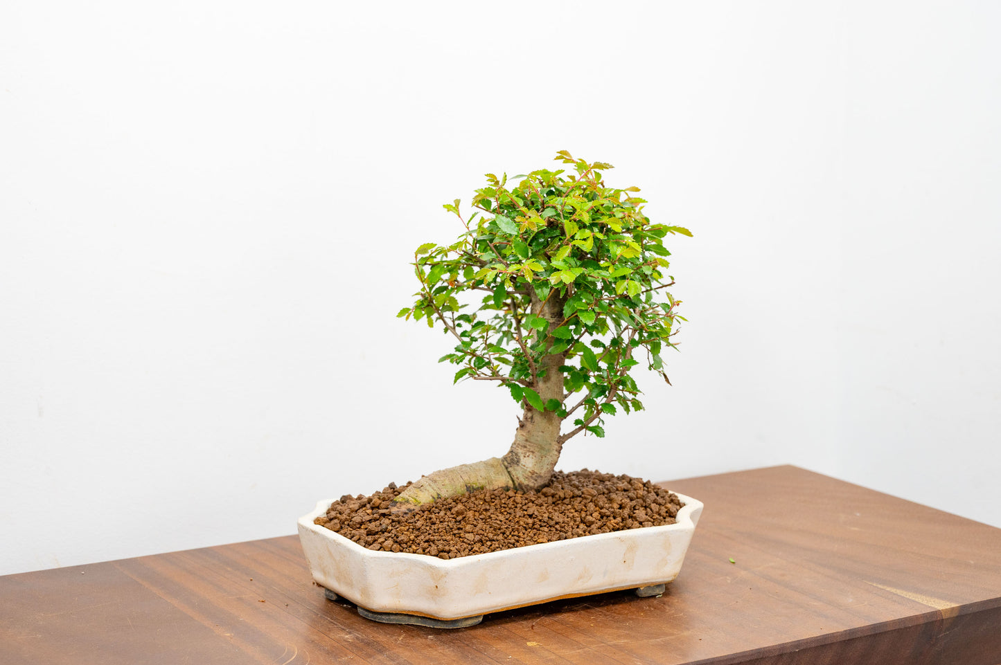 Chinese Elm Bonsai in 21cm Romantic Cream Ceramic Dish+ Care Kit