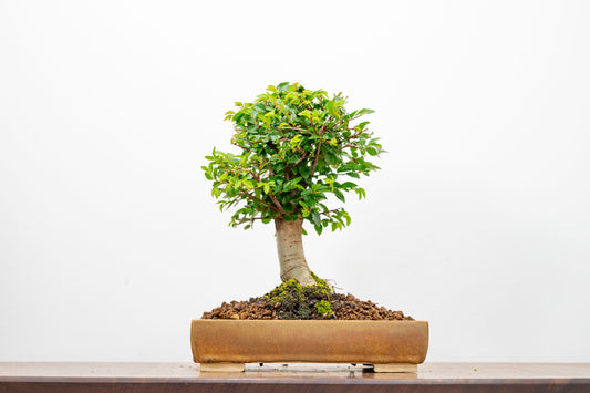 Chinese Elm Bonsai in 20cm Topaz Ceramic Dish+ Care Kit