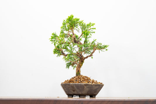 Juniper - Japanese Imported Bonsai