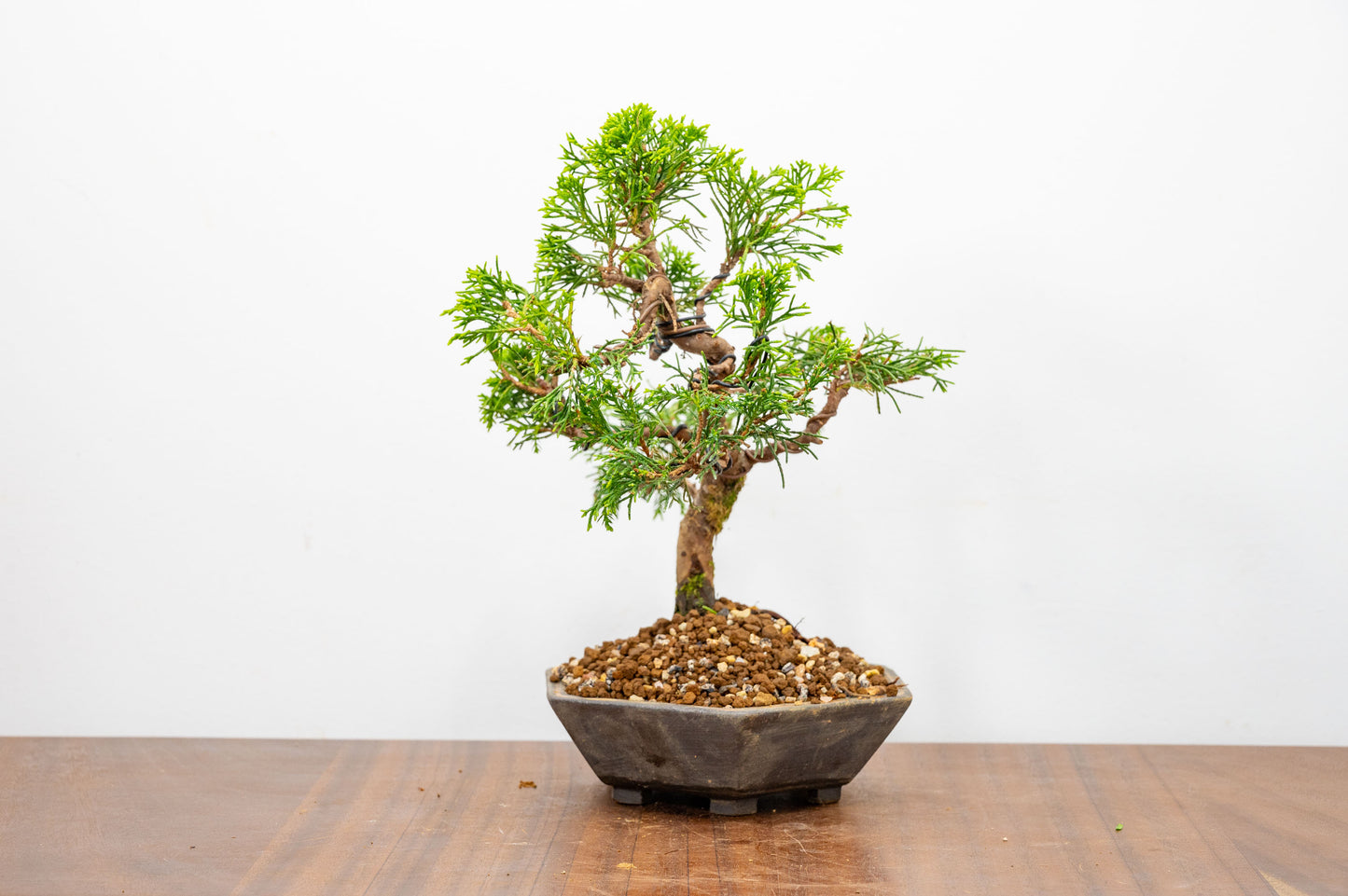 Juniper - Japanese Imported Bonsai