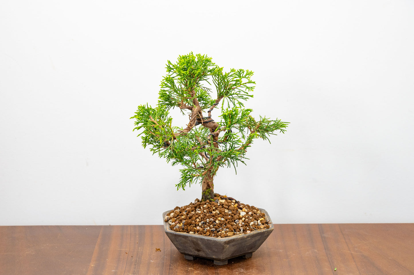 Juniper - Japanese Imported Bonsai