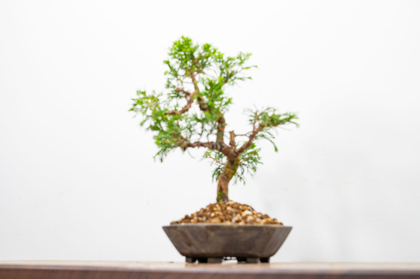 Juniper - Japanese Imported Bonsai
