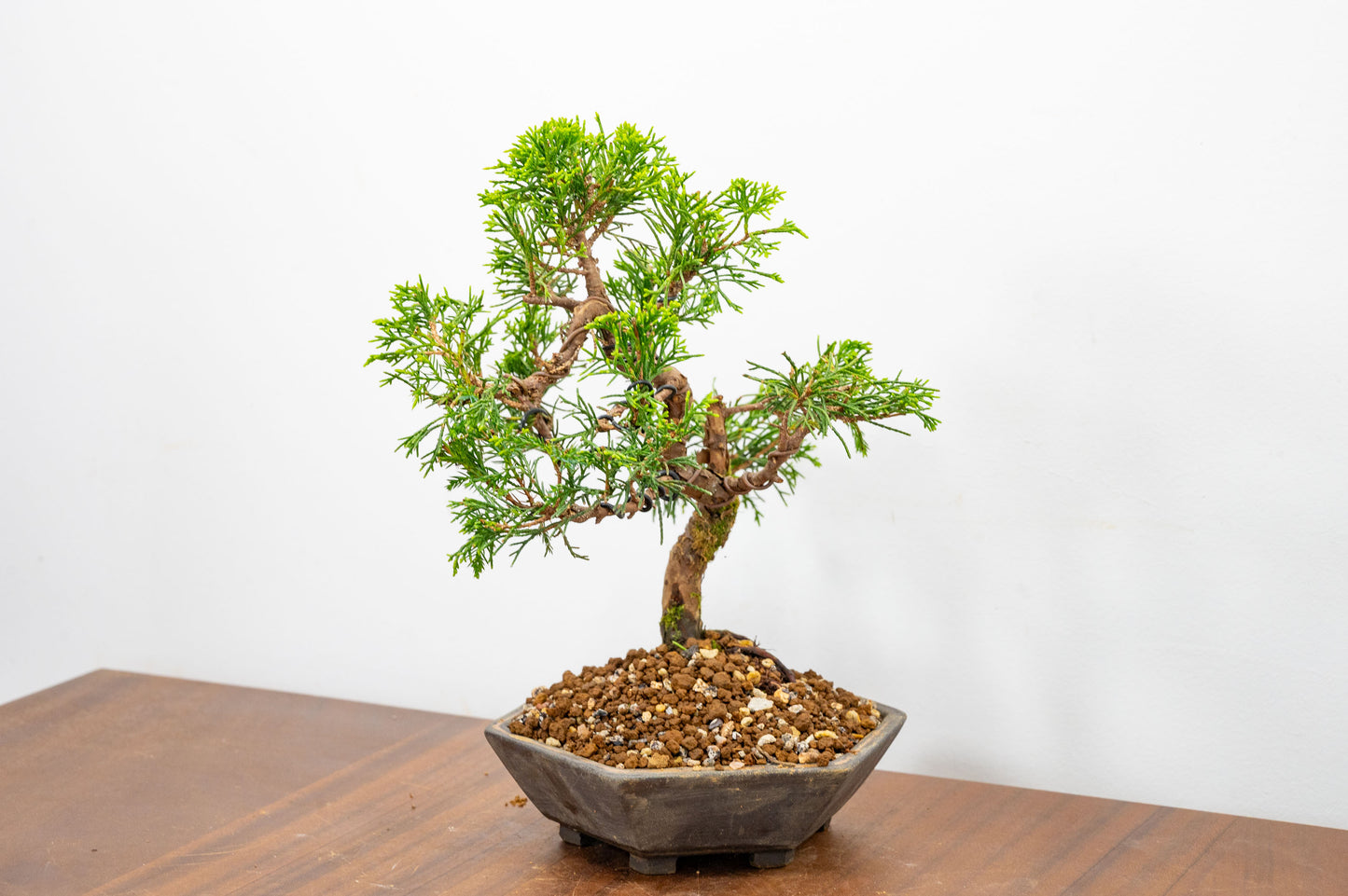 Juniper - Japanese Imported Bonsai