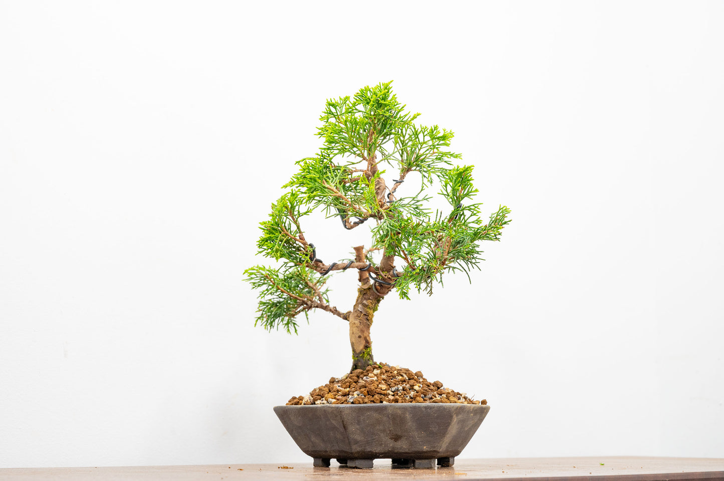 Juniper - Japanese Imported Bonsai