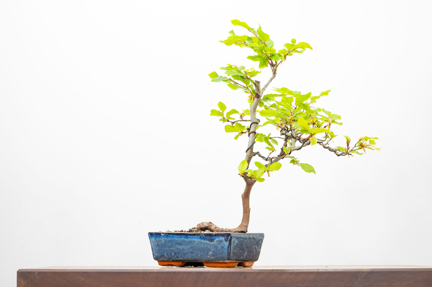 Beech -  Bonsai