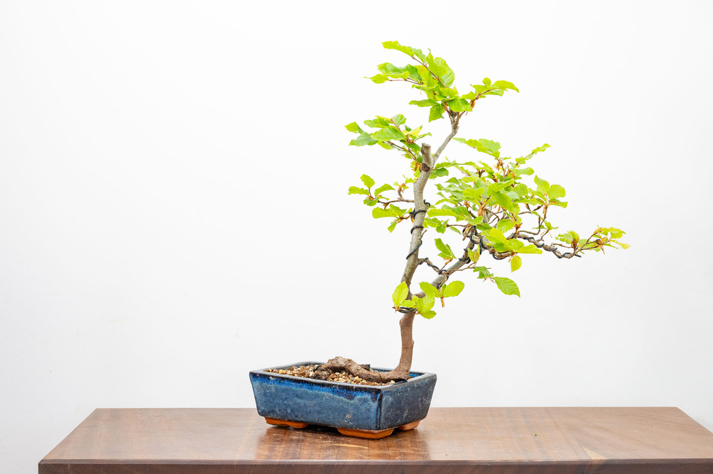 Beech -  Bonsai