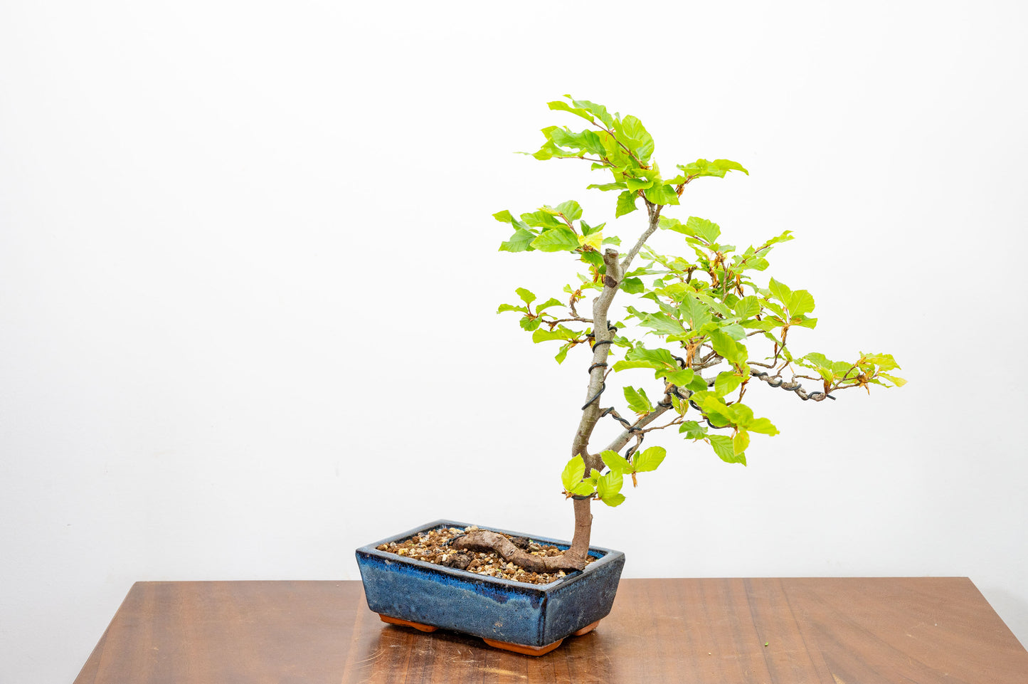 Beech -  Bonsai