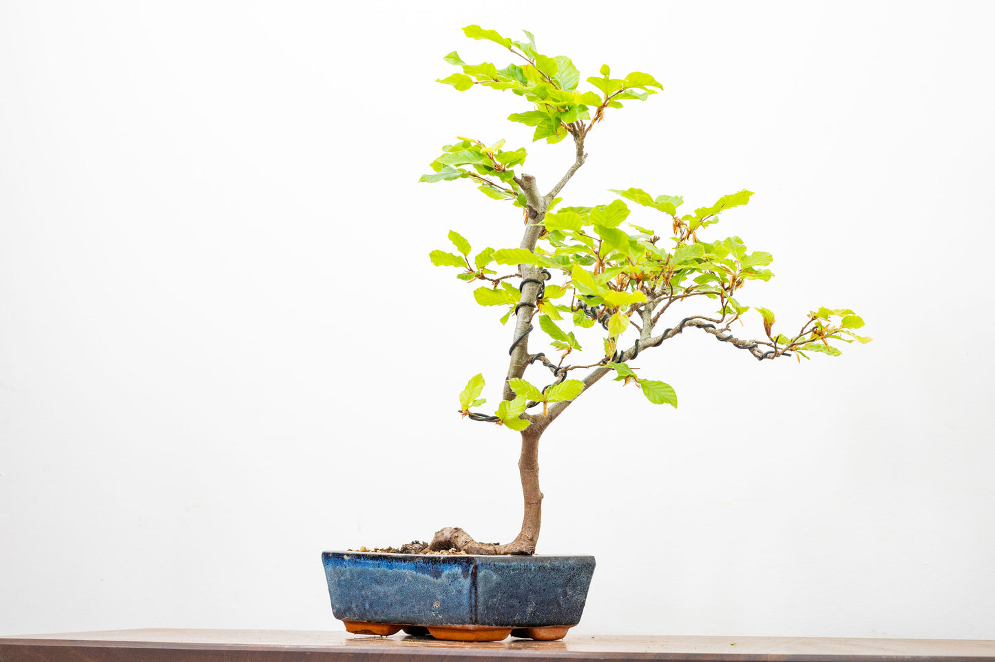 Beech -  Bonsai