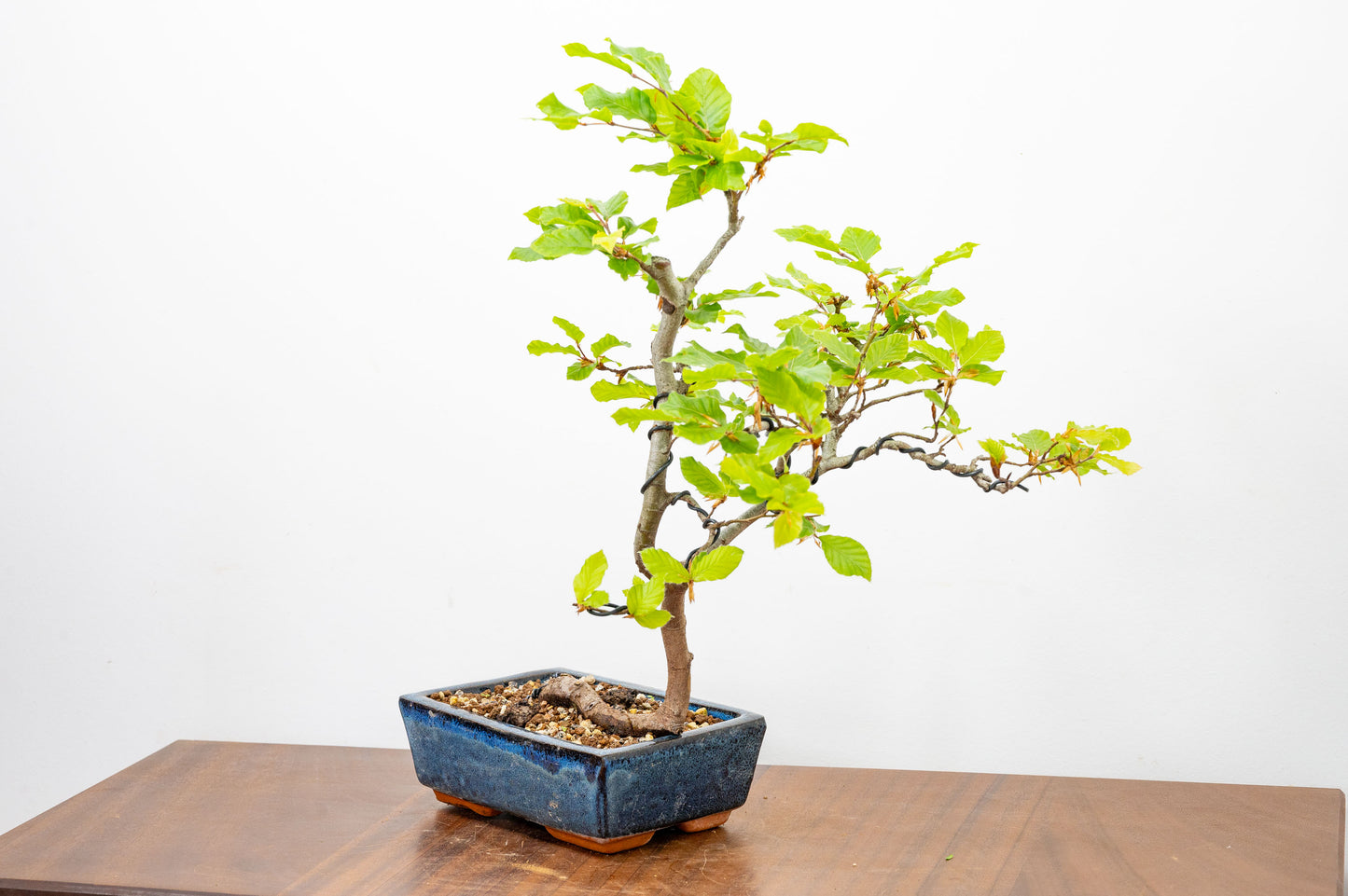 Beech -  Bonsai