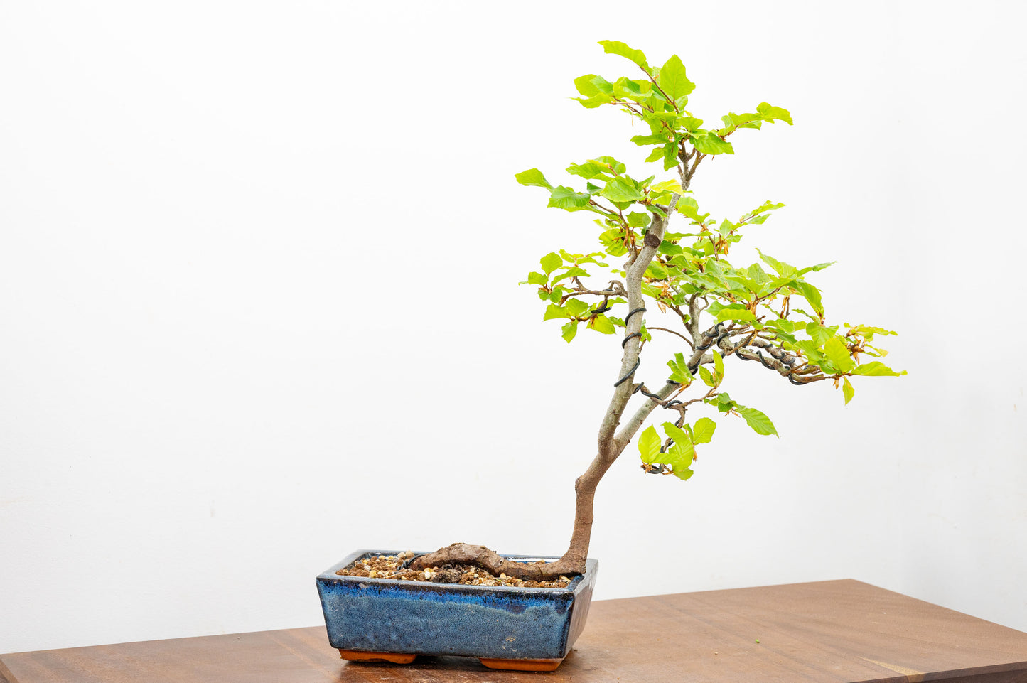 Beech -  Bonsai
