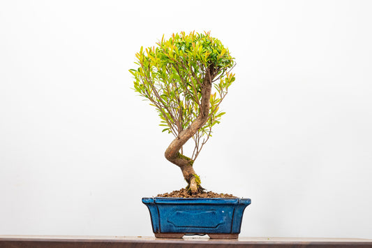 Large Chinese Myrtle Bonsai  S Trunk - 20cm Blue Ceramic Pot & Care Kit