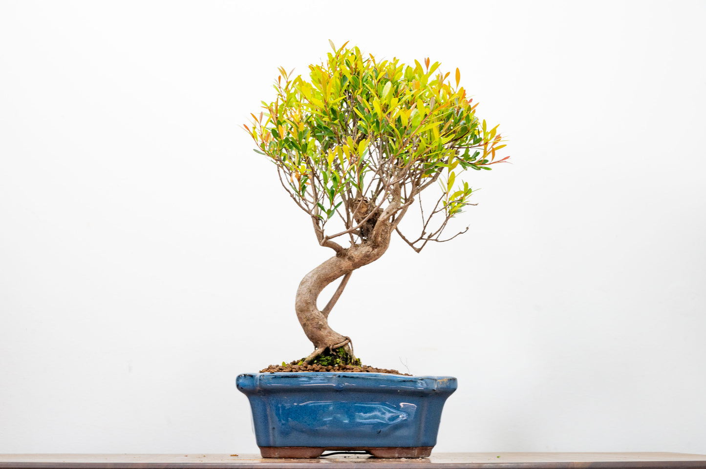 Large Chinese Myrtle Bonsai S Trunk - 20cm Blue Ceramic Pot & Care Kit