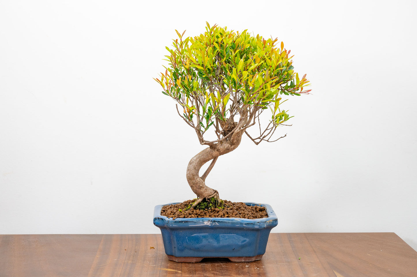 Large Chinese Myrtle Bonsai S Trunk - 20cm Blue Ceramic Pot & Care Kit