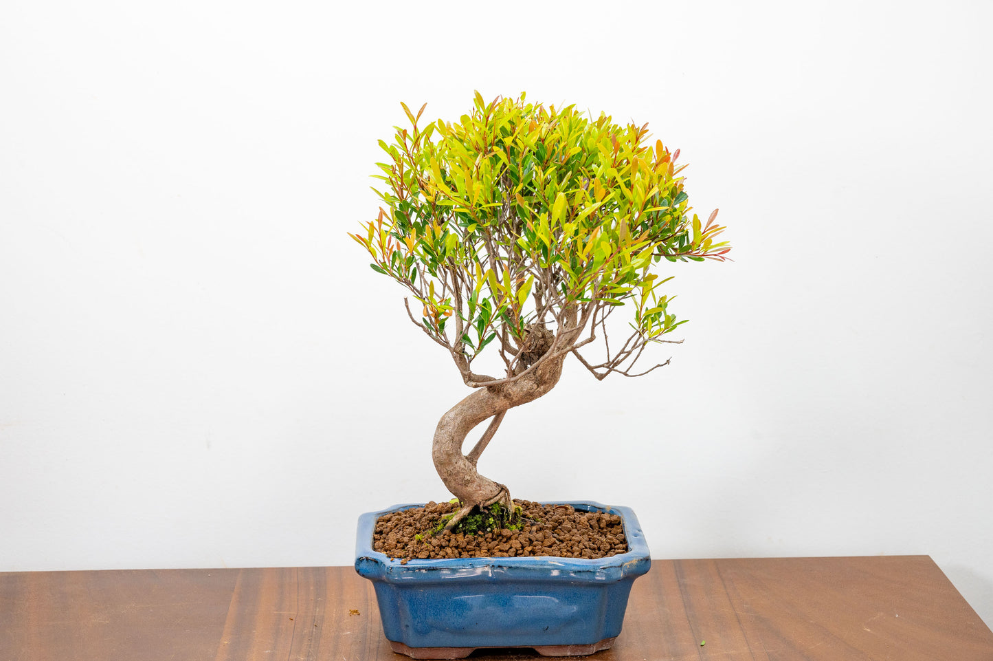 Large Chinese Myrtle Bonsai S Trunk - 20cm Blue Ceramic Pot & Care Kit