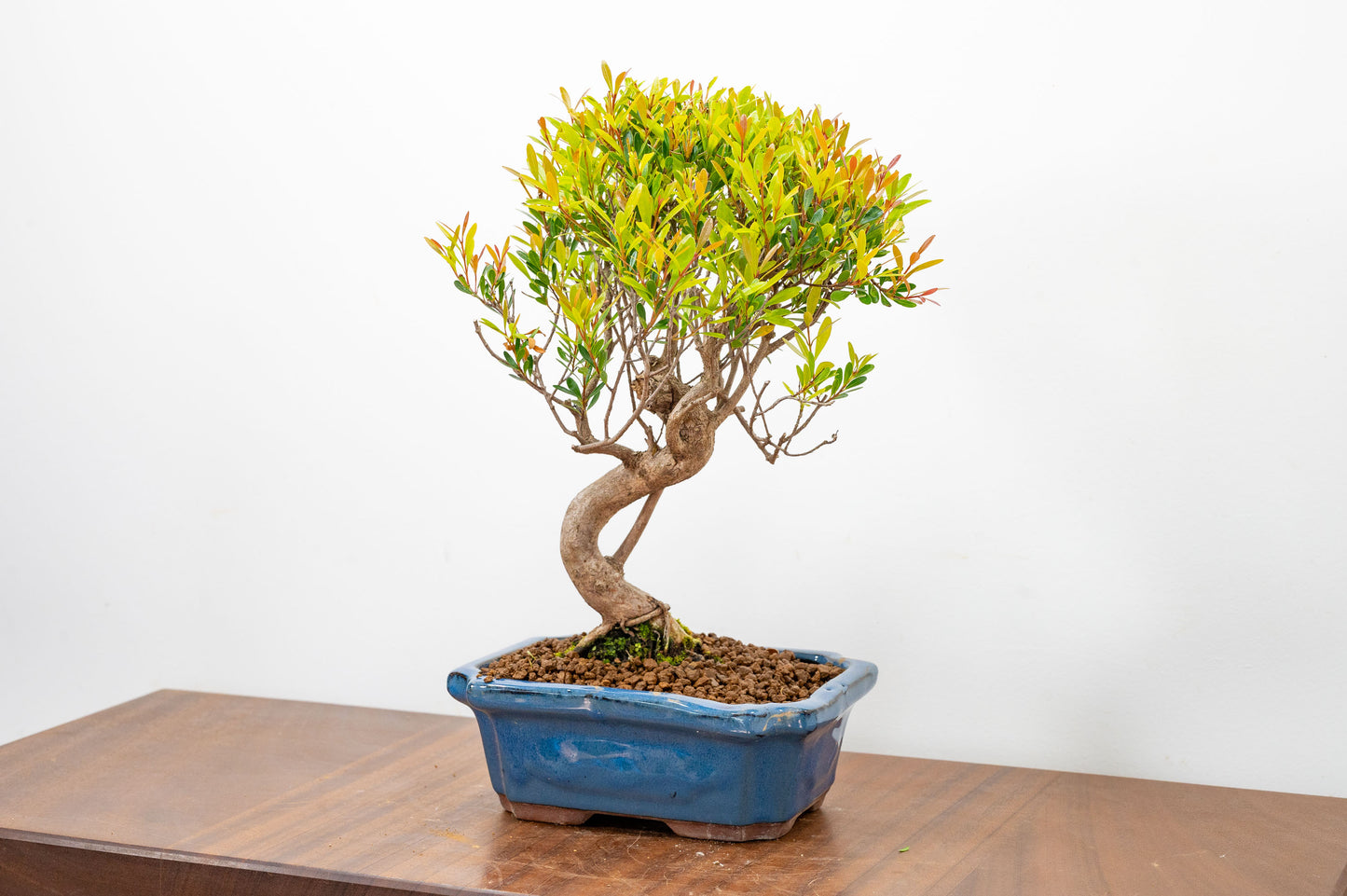 Large Chinese Myrtle Bonsai S Trunk - 20cm Blue Ceramic Pot & Care Kit