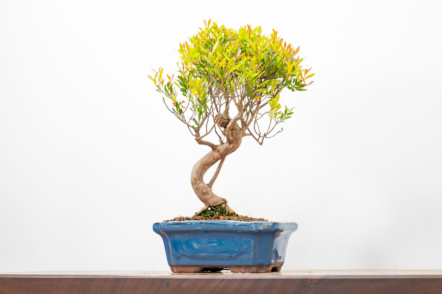 Large Chinese Myrtle Bonsai S Trunk - 20cm Blue Ceramic Pot & Care Kit