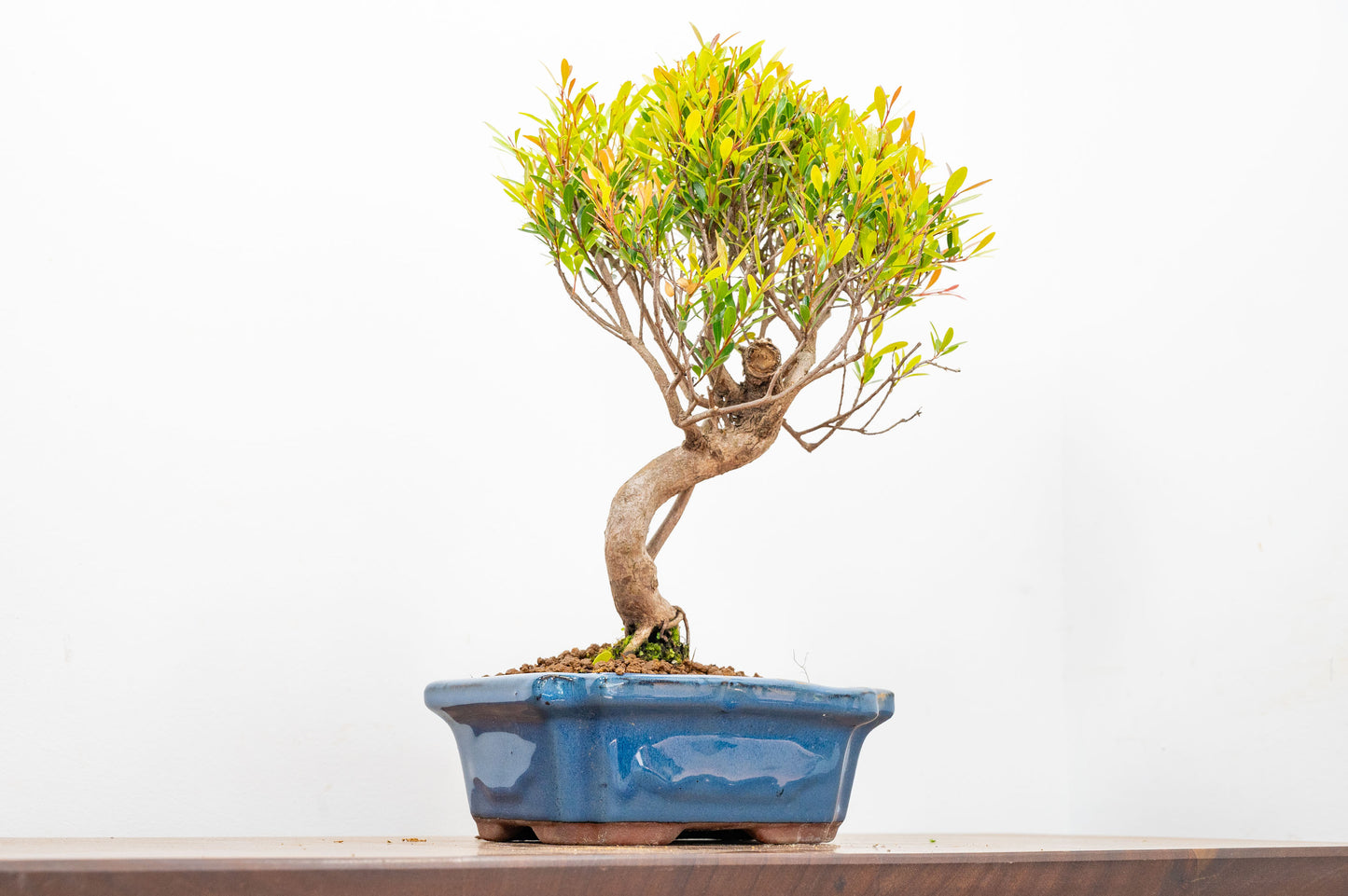 Large Chinese Myrtle Bonsai S Trunk - 20cm Blue Ceramic Pot & Care Kit